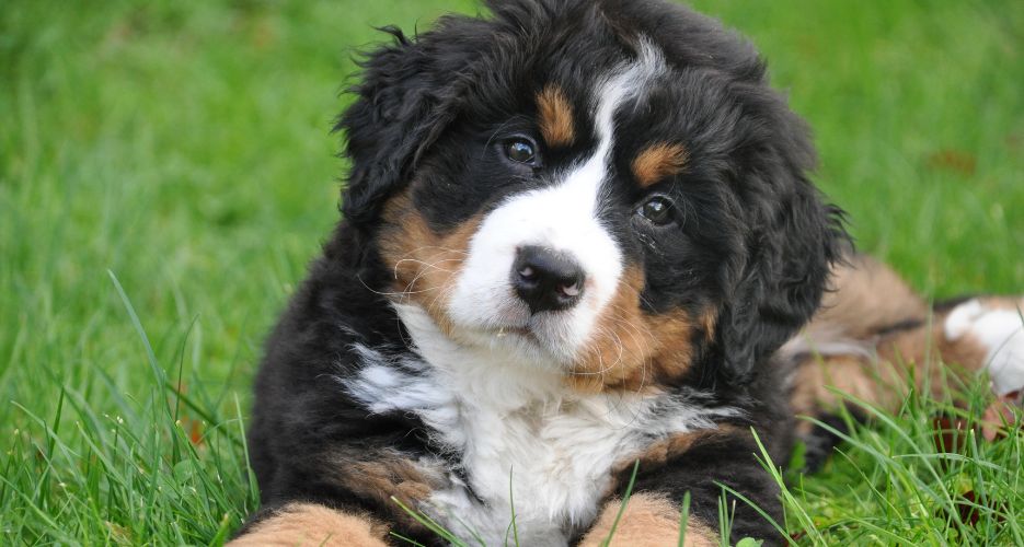 Die Vorteile von Moringa für Hunde.