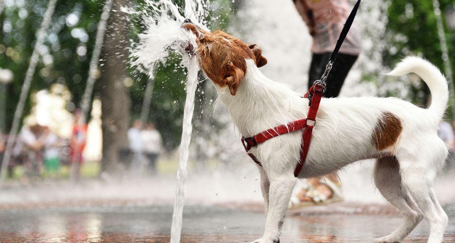Den Hund im Sommer Abkühlen: Nützliche und Sichere Tipps