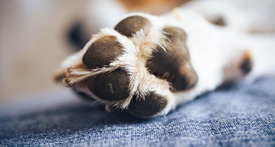 Rissige Pfotenballen deines Hundes? Was sind die Ursachen