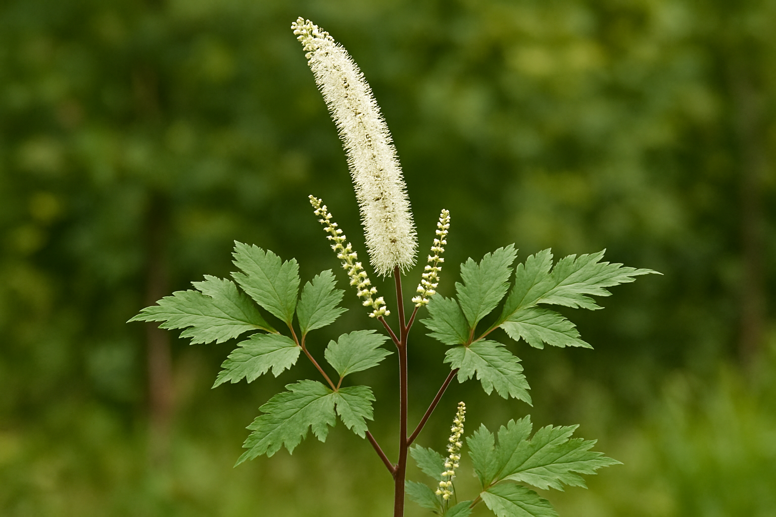 Was ist Traubensilberkerze und welche Vorteile bietet sie?