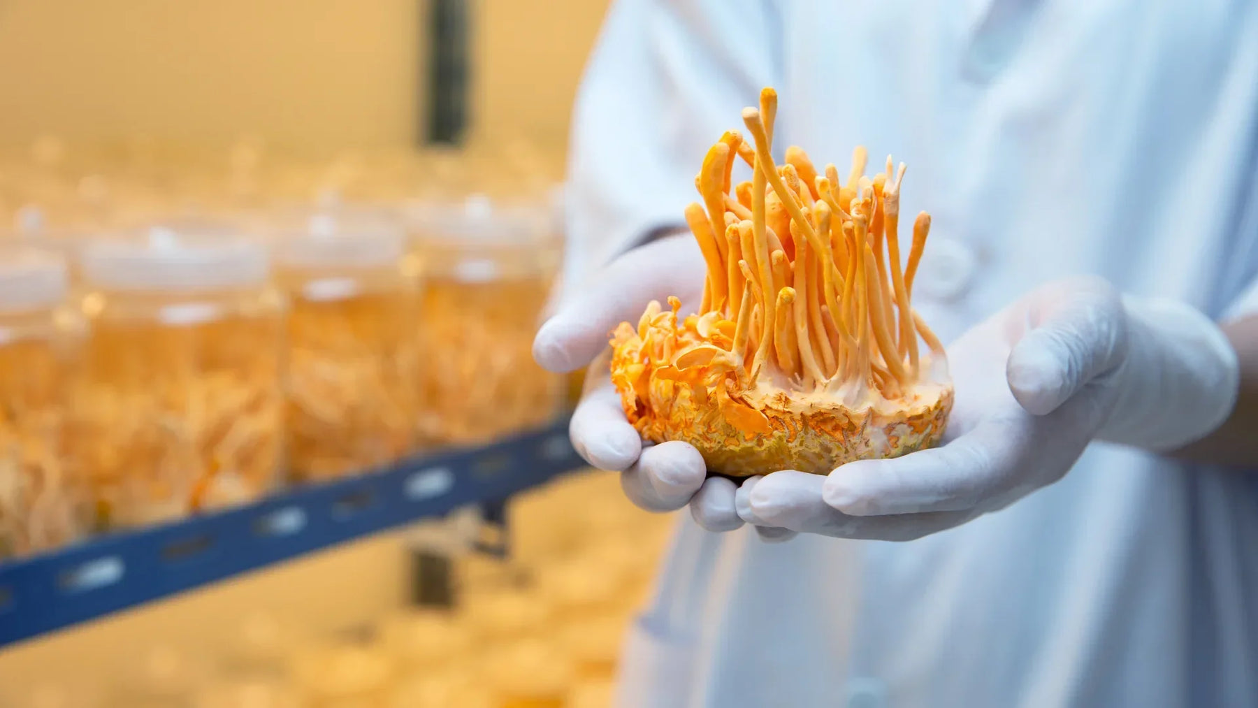 Cordyceps: Was ist der Adaptogen-Pilz, und was kann er wirklich?