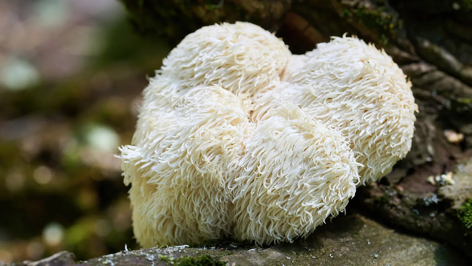 Lion's Mane: Was ist Hericium erinaceus, und was kann er wirklich?