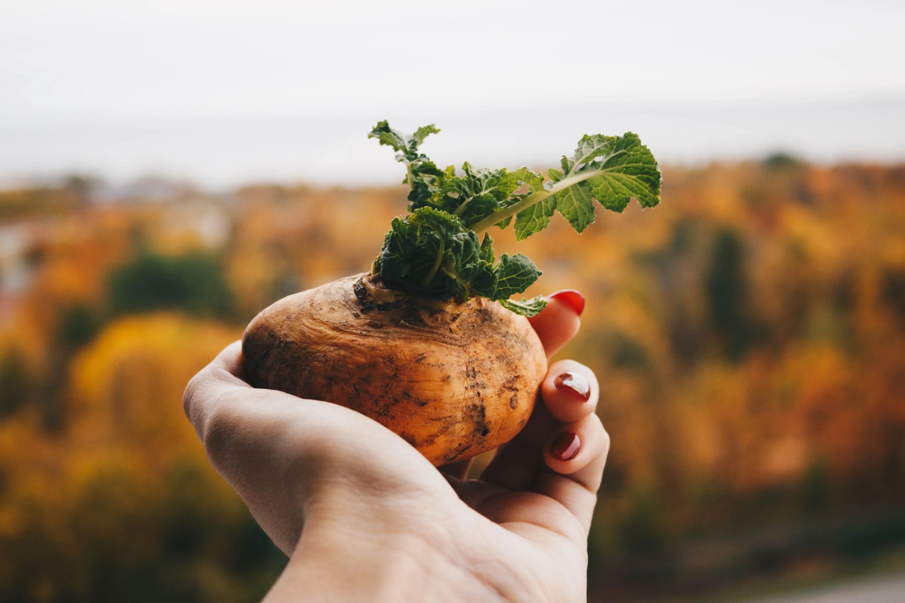 Peruanische Maca: Vorteile, Kontraindikationen und Einnahme