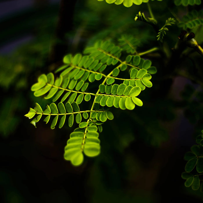 Moringa in Stillzeit und Postpartum: Vorteile und Sicherheit