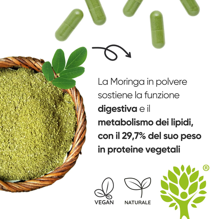 Poudre de Moringa pour la fonction digestive et le métabolisme des lipides, 29,7 % de protéines végétales